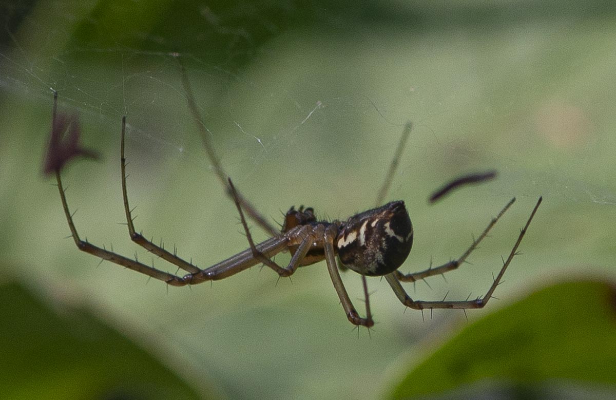 Habitus